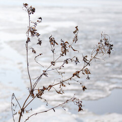 Dry bush on a background of cracked ice on the water (shallow depth of field, square aspect ratio,...