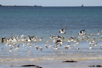 bécasseaux sanderling et autres oiseaux marins sur un rivage breton