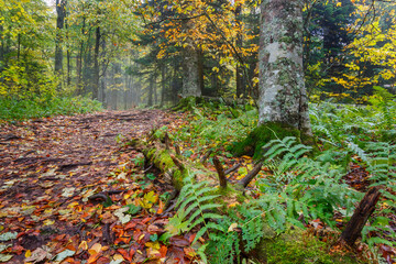 A walkway covered by yellow fallen leaves in a misty autumn forest