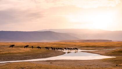 Herd of gnus and wildebeests in the Ngorongoro crater National Park, Wildlife safari in Tanzania,...