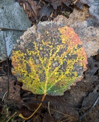 One fallen autumn leaf with yellow veins on brown decaying wet leaves on a gray day