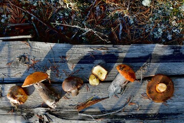 Six different edible mushrooms, spread out by an arc, on a dilapidated wooden gray board.