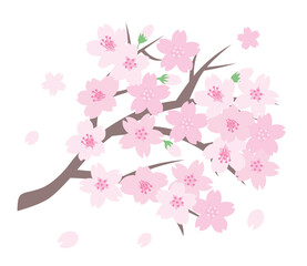 春に満開に咲いた桜の枝