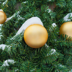 Gilded balls covered with snow on the Christmas tree (square aspect ratio)