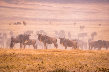 Herd of gnus and wildebeests in the Ngorongoro crater National Park, Wildlife safari in Tanzania, Africa. © Simon Dannhauer