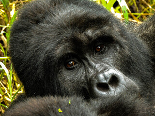 Face of a sliverback gorilla in the wild, in Bwindi, Uganda