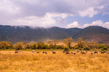 Herd of gnus and wildebeests in the Ngorongoro crater National Park, Wildlife safari in Tanzania, Africa.