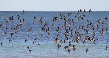 bécasseaux sanderling et autres oiseaux marins sur un rivage breton