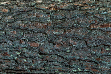 Tree bark as a background for texts