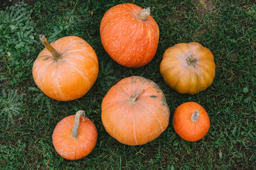 orange pumpkins in the garden