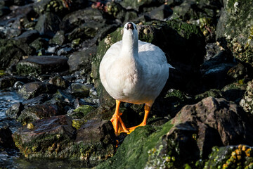Male of Kelp Goose (Chloephaga hybrida) on lagoon in Ushuaia, Land of Fire (Tierra del Fuego), Argentina