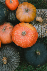 Background texture: a bunch of pumpkins. Autumn theme, pumpkin collection. A lot of orange and green pumpkins.