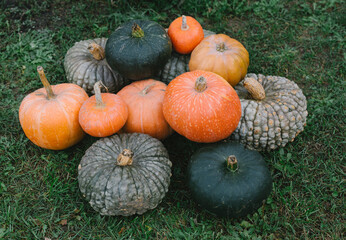 Background texture: a bunch of pumpkins. Autumn theme, pumpkin collection. A lot of orange and green pumpkins.