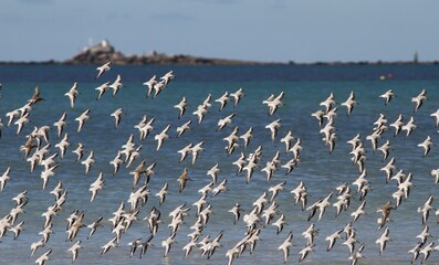 bécasseaux sanderling et autres oiseaux marins sur un rivage breton