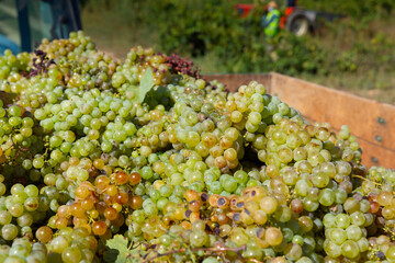 Freshly harvested white grapes in big crate in vineyard