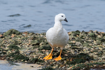 Male of Kelp Goose (Chloephaga hybrida) on lagoon in Ushuaia, Land of Fire (Tierra del Fuego), Argentina