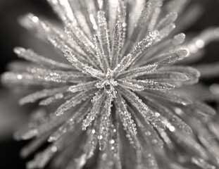 Close up spiky plants with water droplets