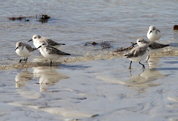 bécasseaux sanderling et autres oiseaux marins sur un rivage breton