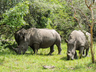 Naklejka premium Rhinos at Ziwa Rhino and Wildlife Ranch, Uganda