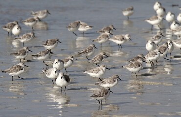 Fototapeta premium bécasseaux sanderling et autres oiseaux marins sur un rivage breton