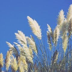 white flower plant and blue sky in the nature in autumn season