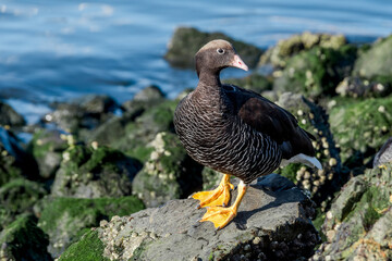 Female of Kelp Goose (Chloephaga hybrida) on lagoon in Ushuaia, Land of Fire (Tierra del Fuego), Argentina