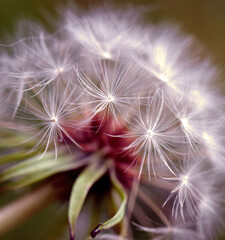 Close up dandelion clock seed head
