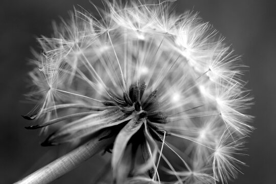 Close up dandelion clock seed head