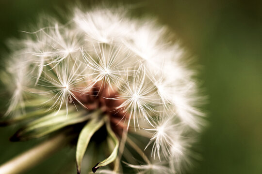 Close up dandelion clock seed head