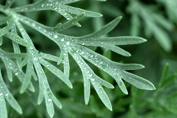 Close up leaf with water droplets