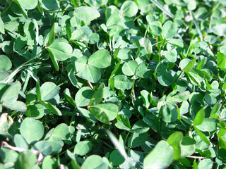 clover meadow with green vegetation, light and shade