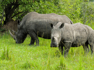 Rhinos at Ziwa Rhino and Wildlife Ranch, Uganda
