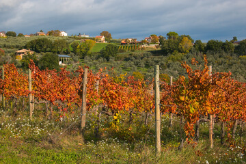 Fototapeta na wymiar View of sagrantino wine vineyards in Montefalco, Umbria, Italy. Autumn colors.