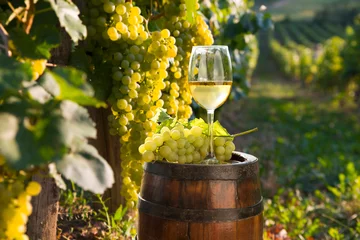 Fotobehang Toscane White wine with barrel on vineyard in Chianti, Tuscany, Italy  © kishivan