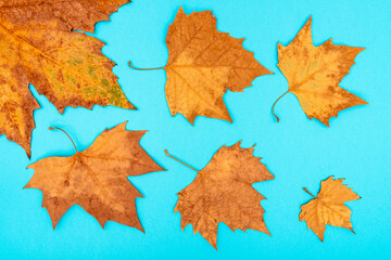 Dry leaves on a blue background