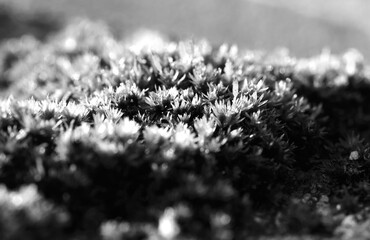 Close up black and white moss