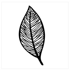 Leaf, isolated simple hand drawn vector illustration on white background