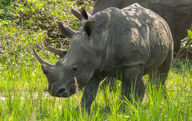 Obraz premium Rhinos at Ziwa Rhino and Wildlife Ranch, Uganda