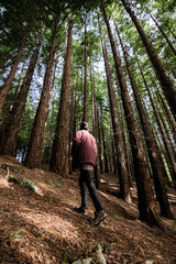 Fototapeta premium Adventurer boy in the middle of a sequoia forest hiking in autumn into the woods