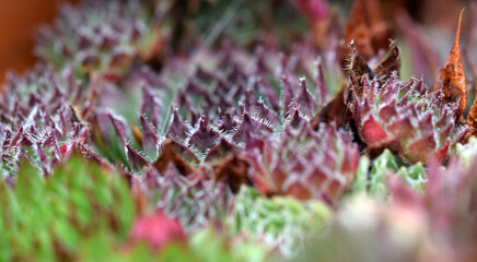Close up red and green succulents
