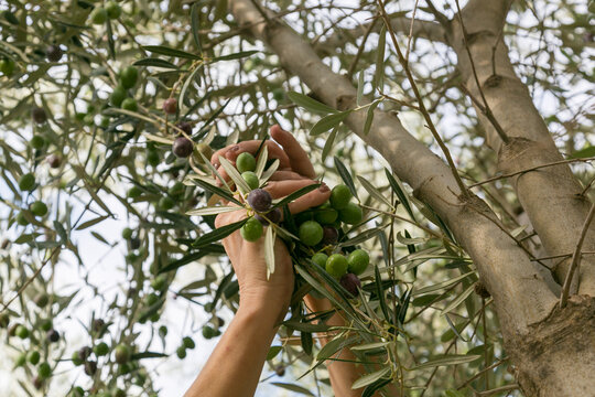Manos de mujer recogiendo aceitunas del olivo