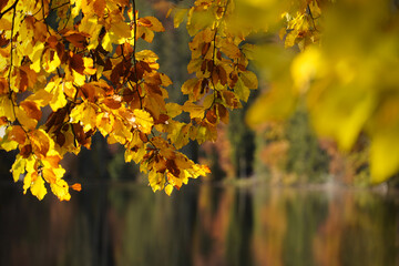 Indian Summer Leaves at the Lake