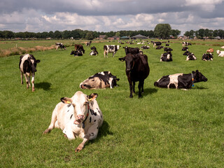Fototapeta premium Black and white cows in the meadow, the Netherlands, farm animals