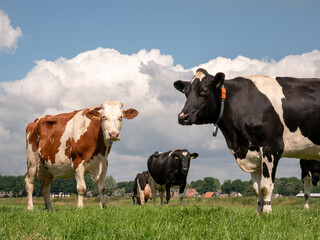 Black and white cows in the meadow, the Netherlands, farm animals