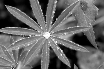 Black and white close up lupin leaf with water beads
