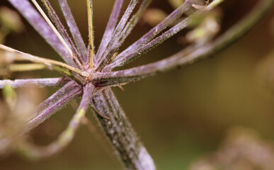 Close up dry plant stems