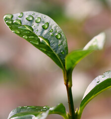 Close up green leaf with water droplets