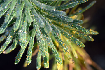 Close up spiky plants with water droplets