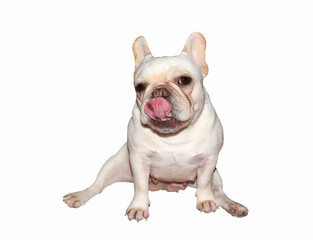 Fototapeta premium French bulldog is sitting with white bckground.