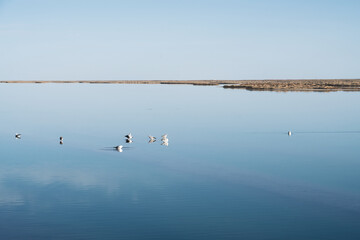 Birds in the clean lake, natural scenery.